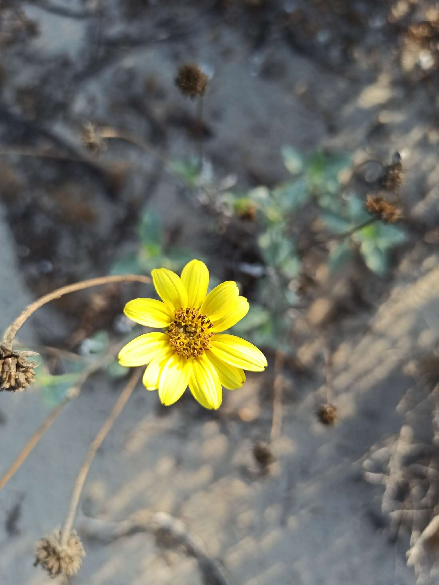 Слика од Helianthus niveus (Benth.) Brandeg.