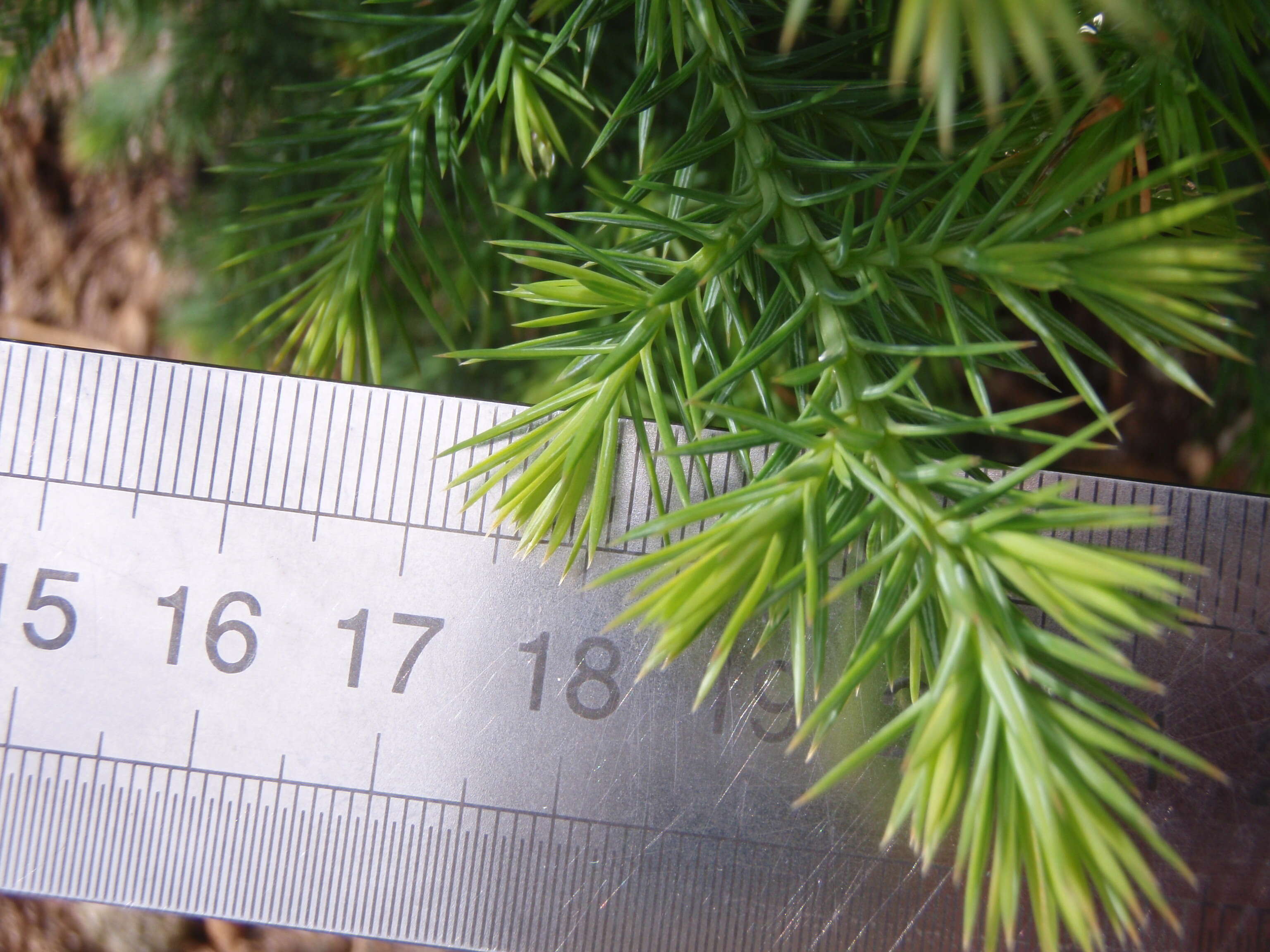 Imagem de Juniperus bermudiana L.