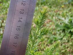 Imagem de Juniperus bermudiana L.