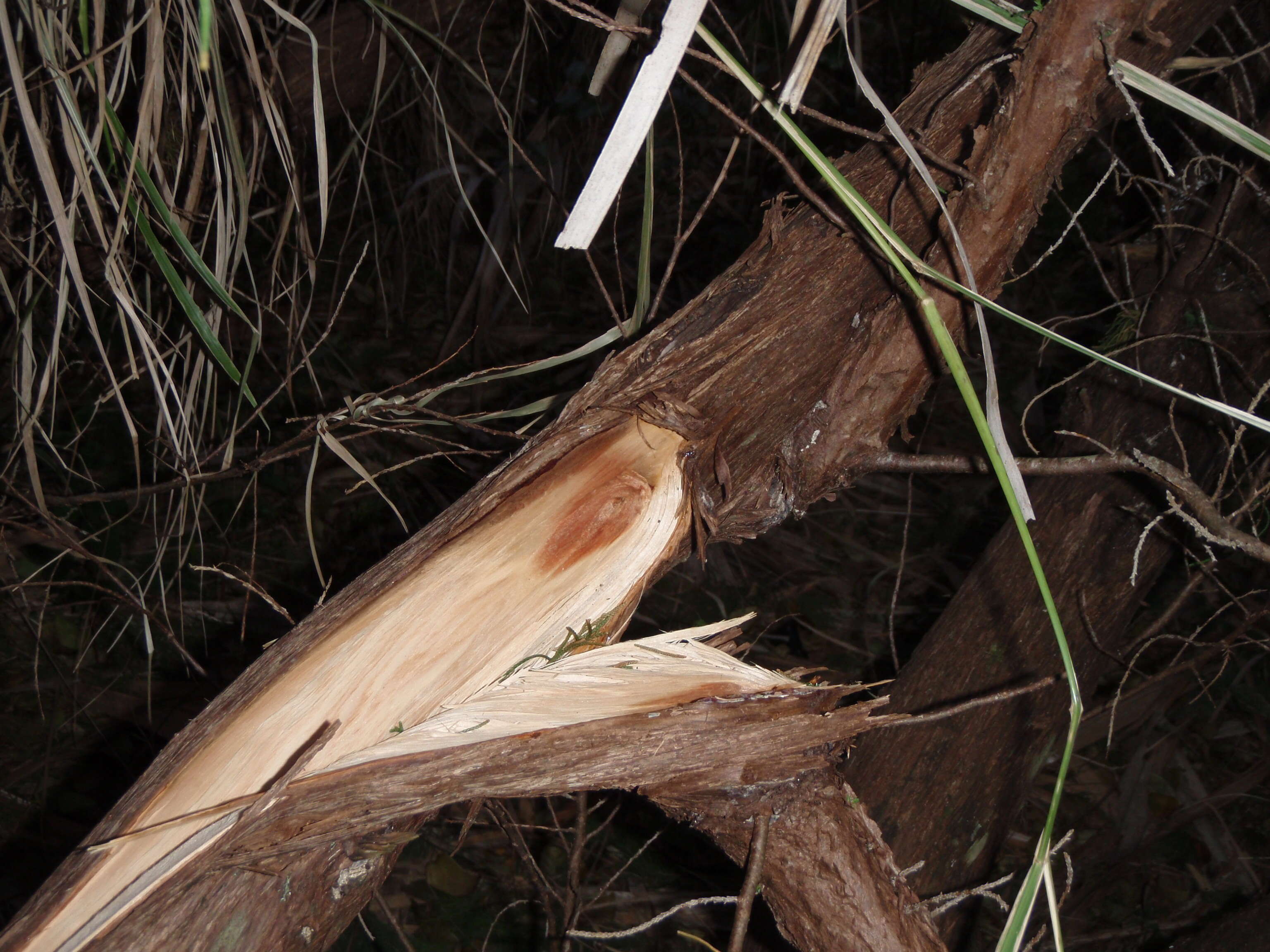 Image of Bermuda Cedar