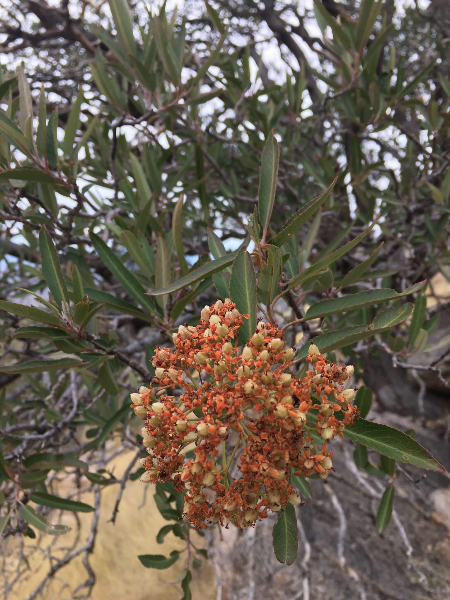 Image de Vauquelinia californica (Torr.) Sarg.