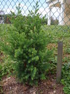 Imagem de Juniperus bermudiana L.
