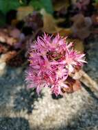 Image of Caucasian stonecrop