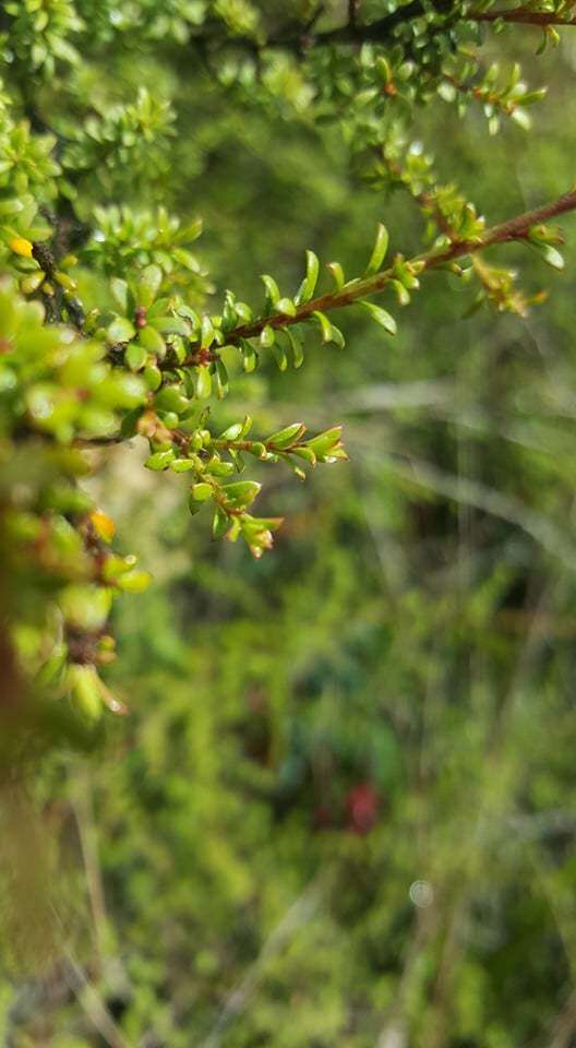 صورة Kunzea tenuicaulis de Lange