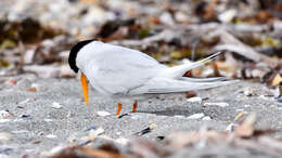 Image of Fairy Tern