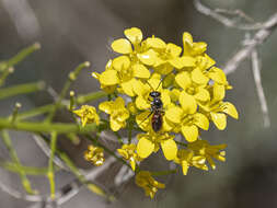 Lasioglossum arctifrons (Saunders 1903) resmi