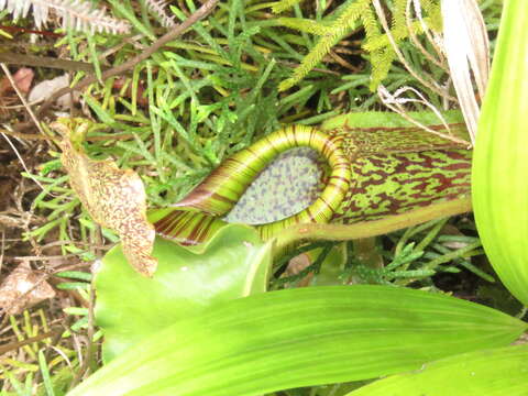 Image of Nepenthes maxima Reinw. ex Nees