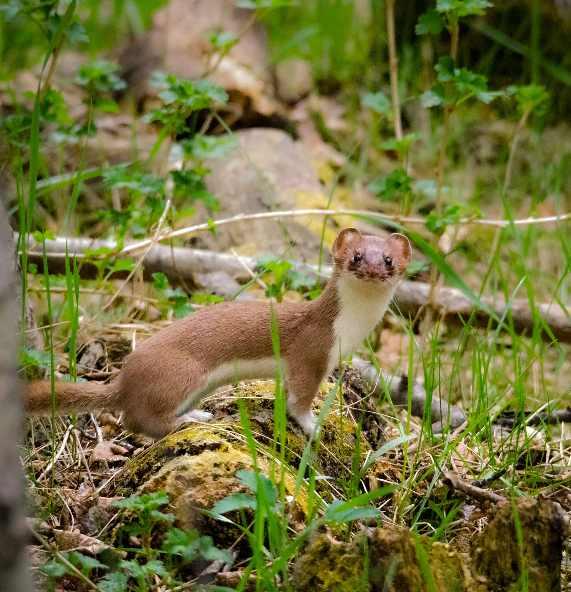 Image of ermine