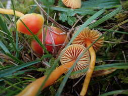 Image of Hygrocybe mucronella (Fr.) P. Karst. 1879