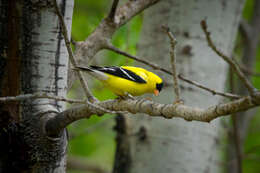 Image of American Goldfinch