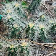 Image de Echinocereus cinerascens (DC.) H. P. Kelsey & Dayton