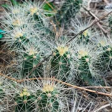 Image de Echinocereus cinerascens (DC.) H. P. Kelsey & Dayton