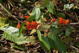 Agelaea borneensis (Hook. fil.) Merr.的圖片