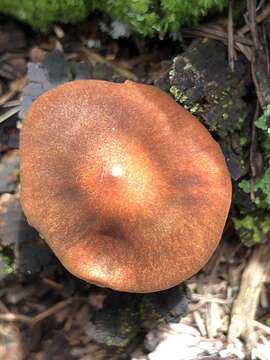 Image of Cortinarius californicus A. H. Sm. 1939