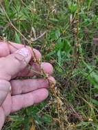 Plancia ëd Cuscuta pentagona Engelm.