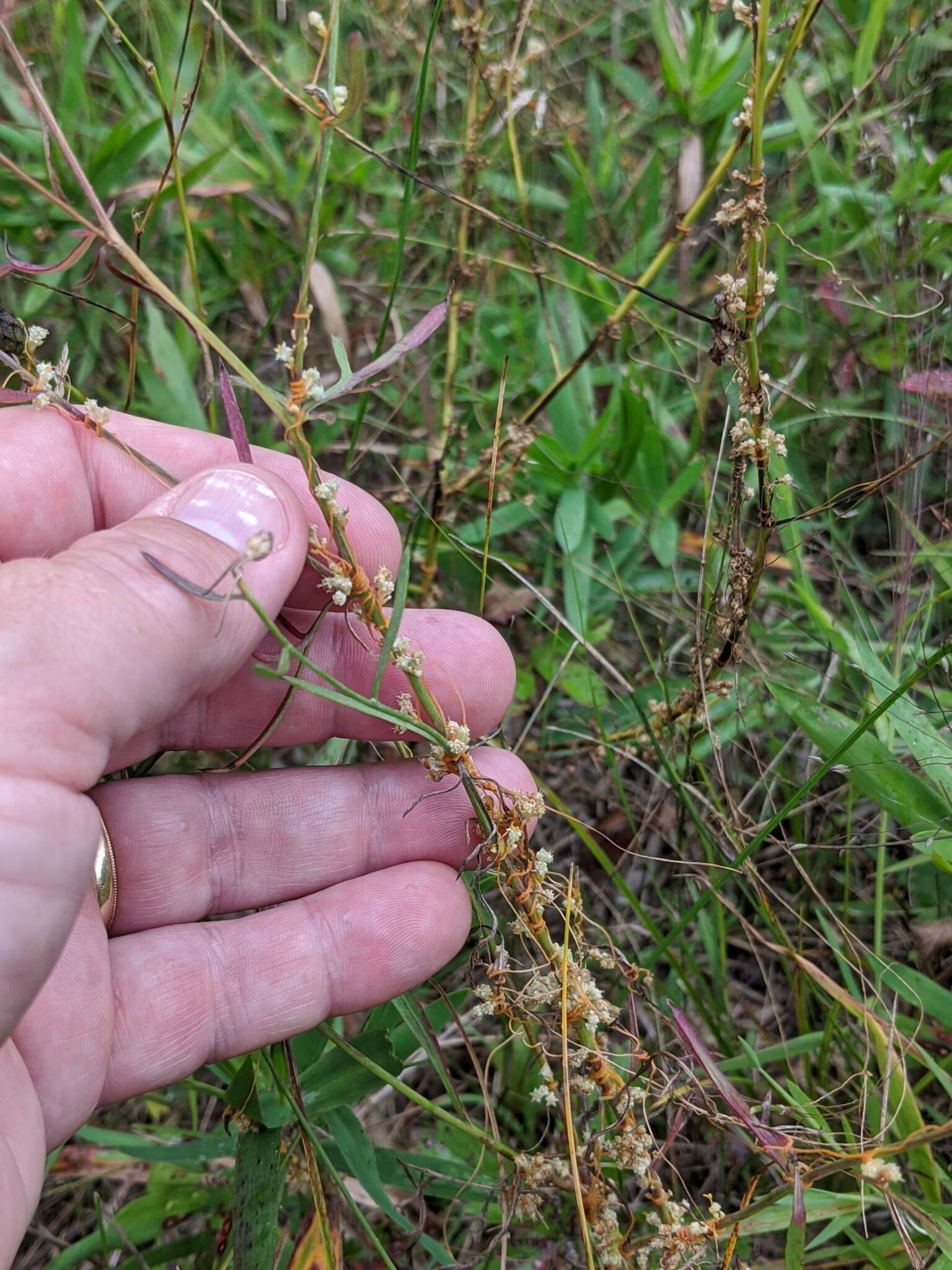 Cuscuta pentagona Engelm. resmi