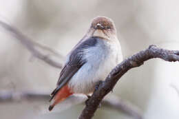 Image of Mistletoebird