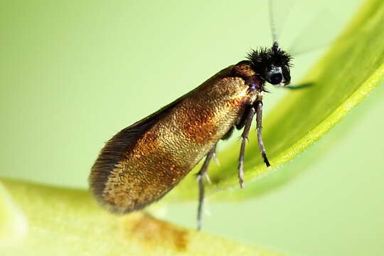 Imagem de Micropterix mansuetella Zeller 1844