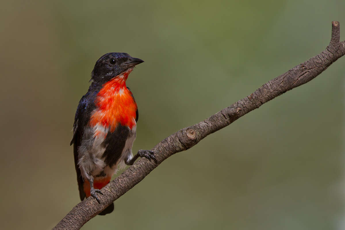 Image of Mistletoebird