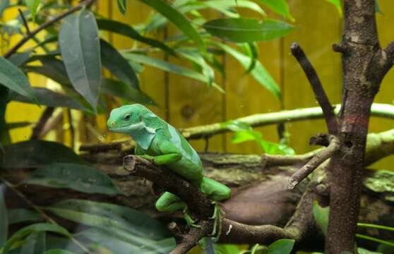 Image of Fiji iguanas