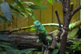 Image of Fiji iguanas