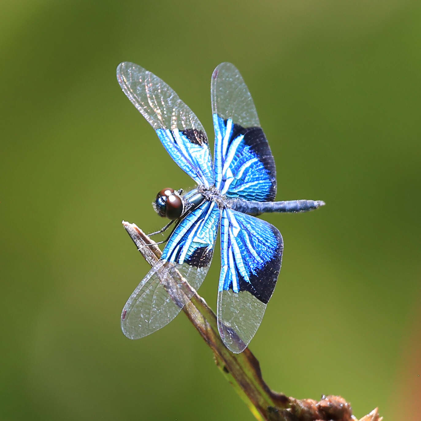 Image of Rhyothemis resplendens Selys 1878