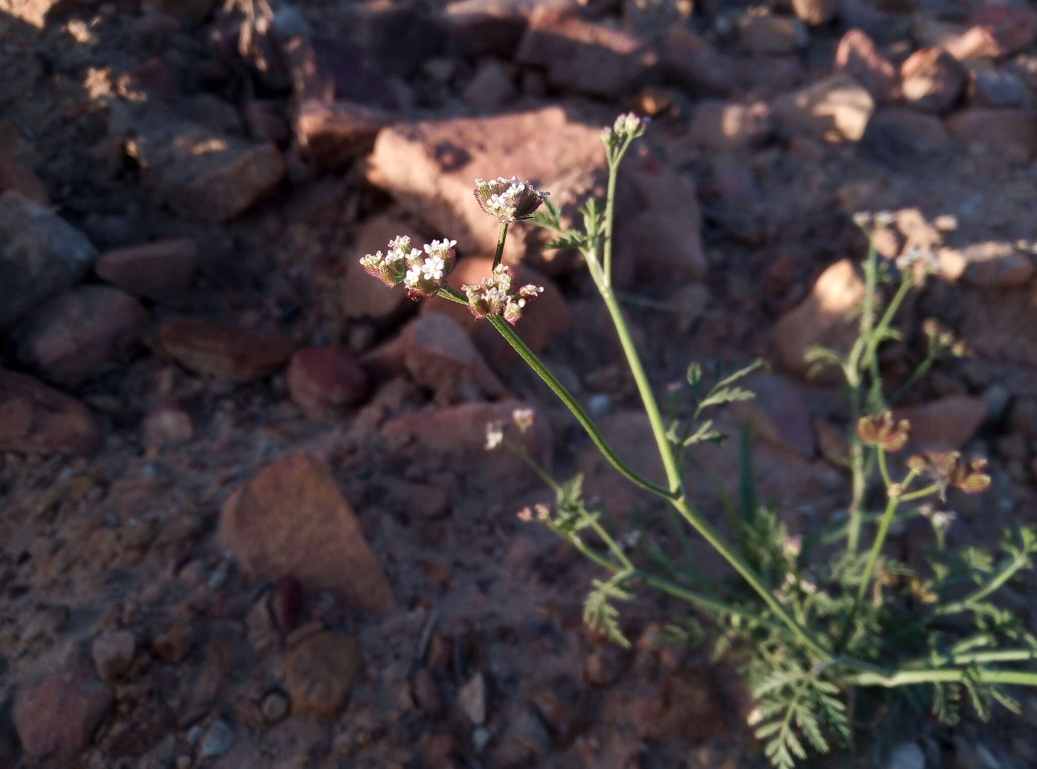 Image of spreading hedgeparsley