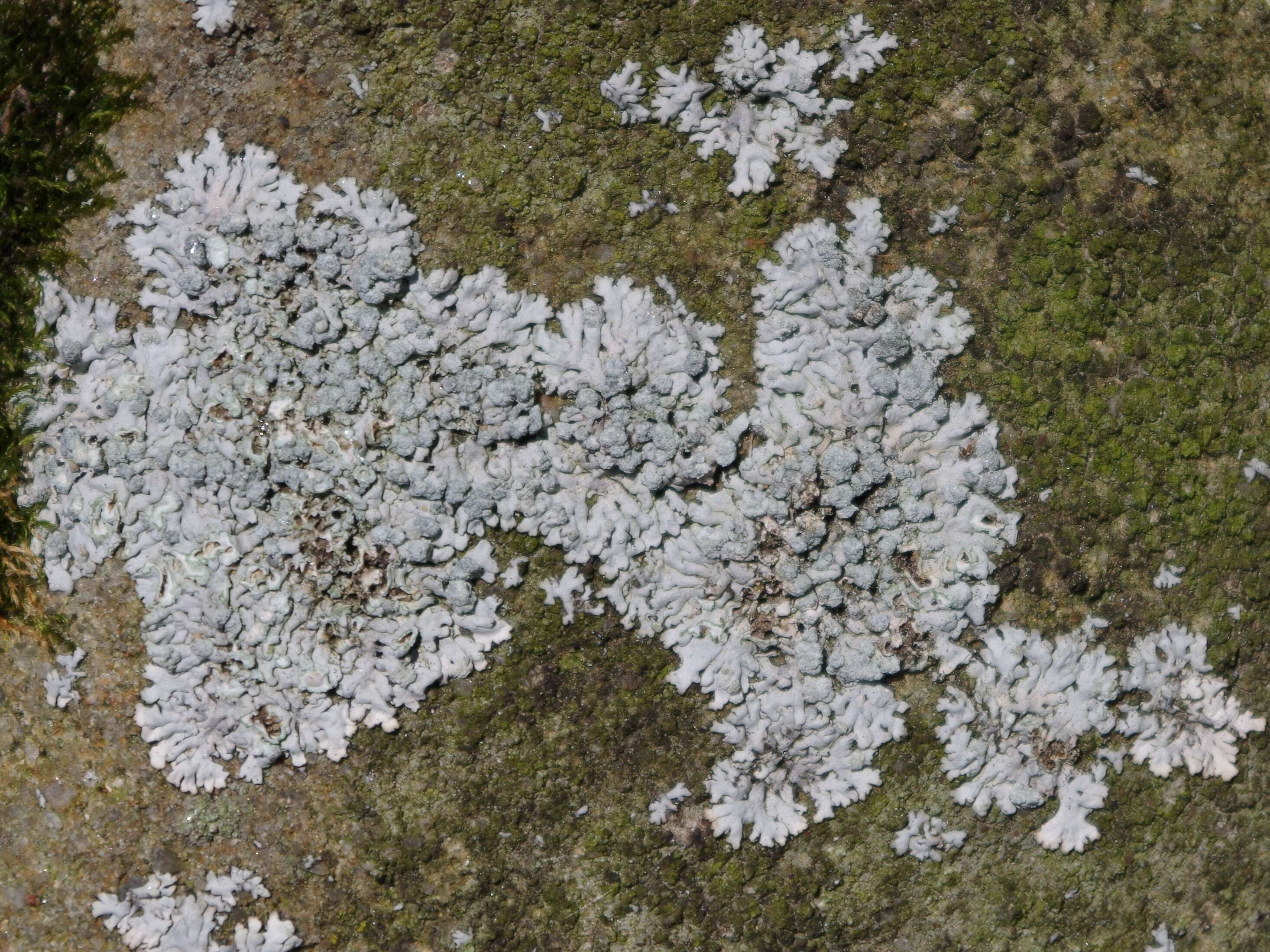 Image of Blue-gray rosette lichen