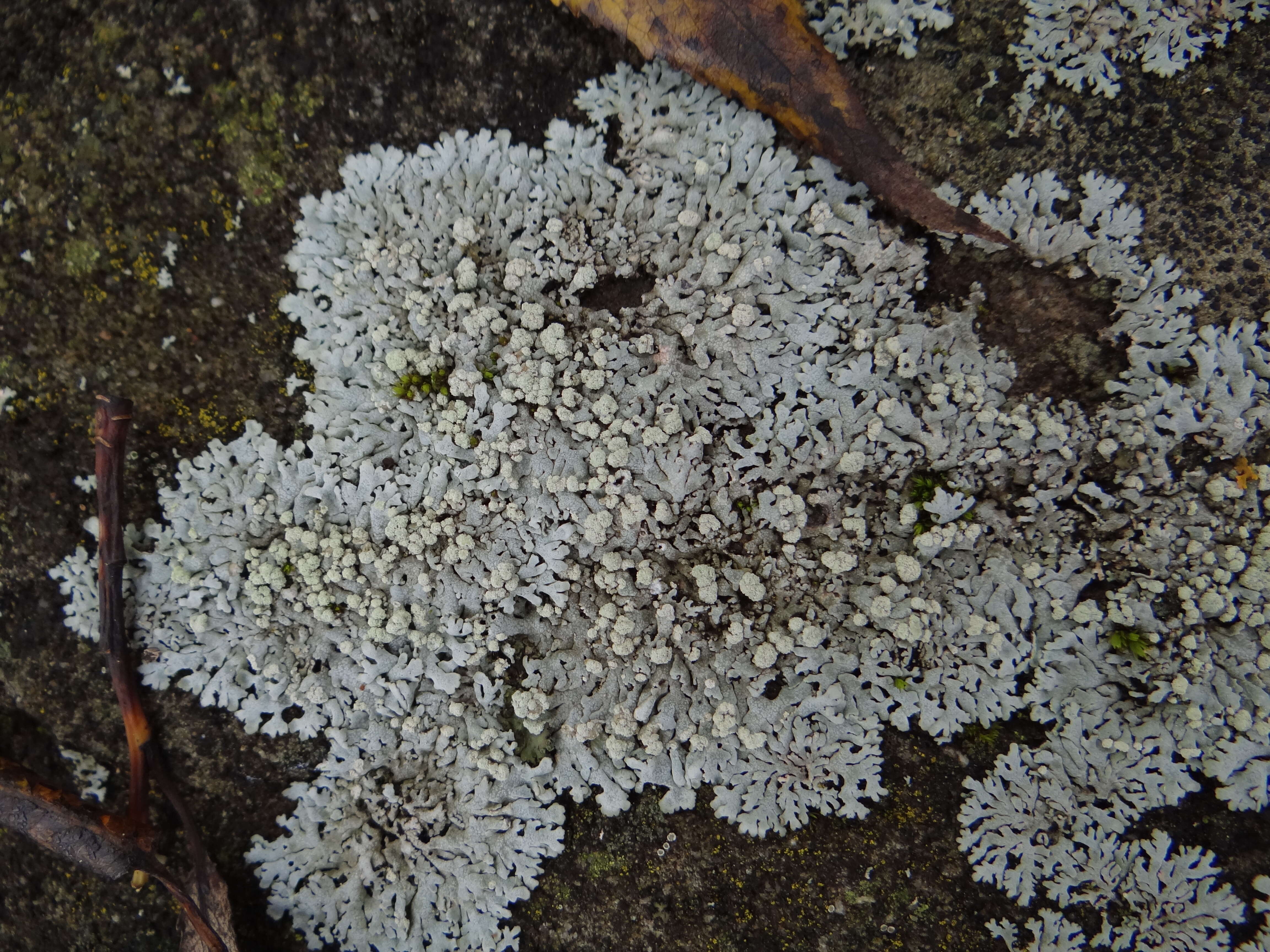 Image of Blue-gray rosette lichen