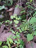 Image of Euphorbia ocymoidea L.