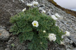 Слика од Ranunculus buchananii Hook. fil.