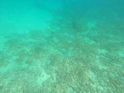 Image of Honeycomb Stingray