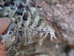 Image of Newberry's lipfern