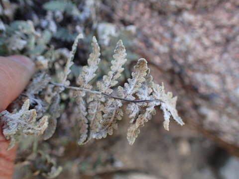 Image de Myriopteris newberryi (D. C. Eat.) Grusz & Windham