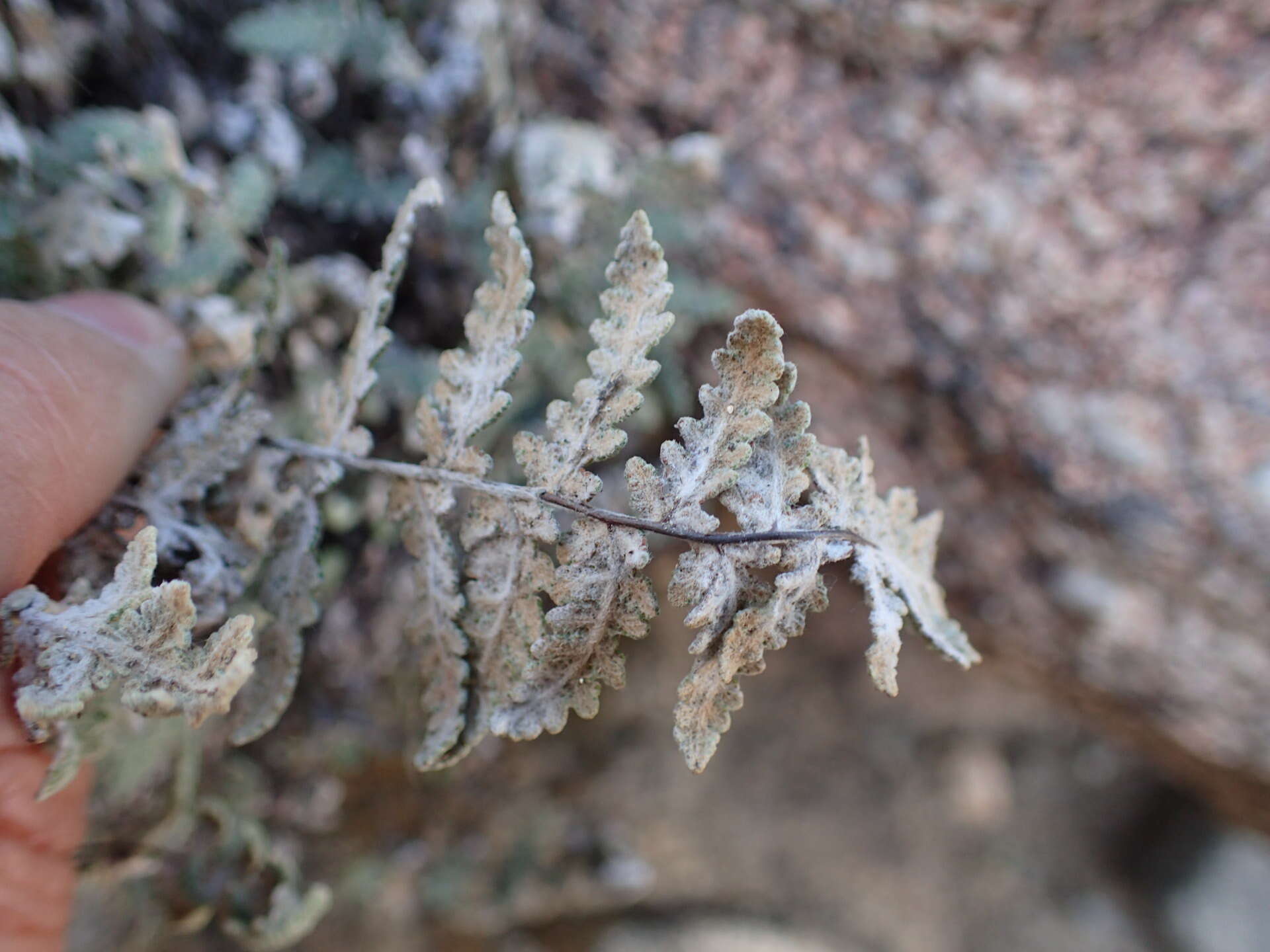 Image de Myriopteris newberryi (D. C. Eat.) Grusz & Windham