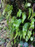 Image of Hymenophyllum cruentum Cav.