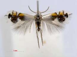 Image of Coptodisca lucifluella Clemens 1860