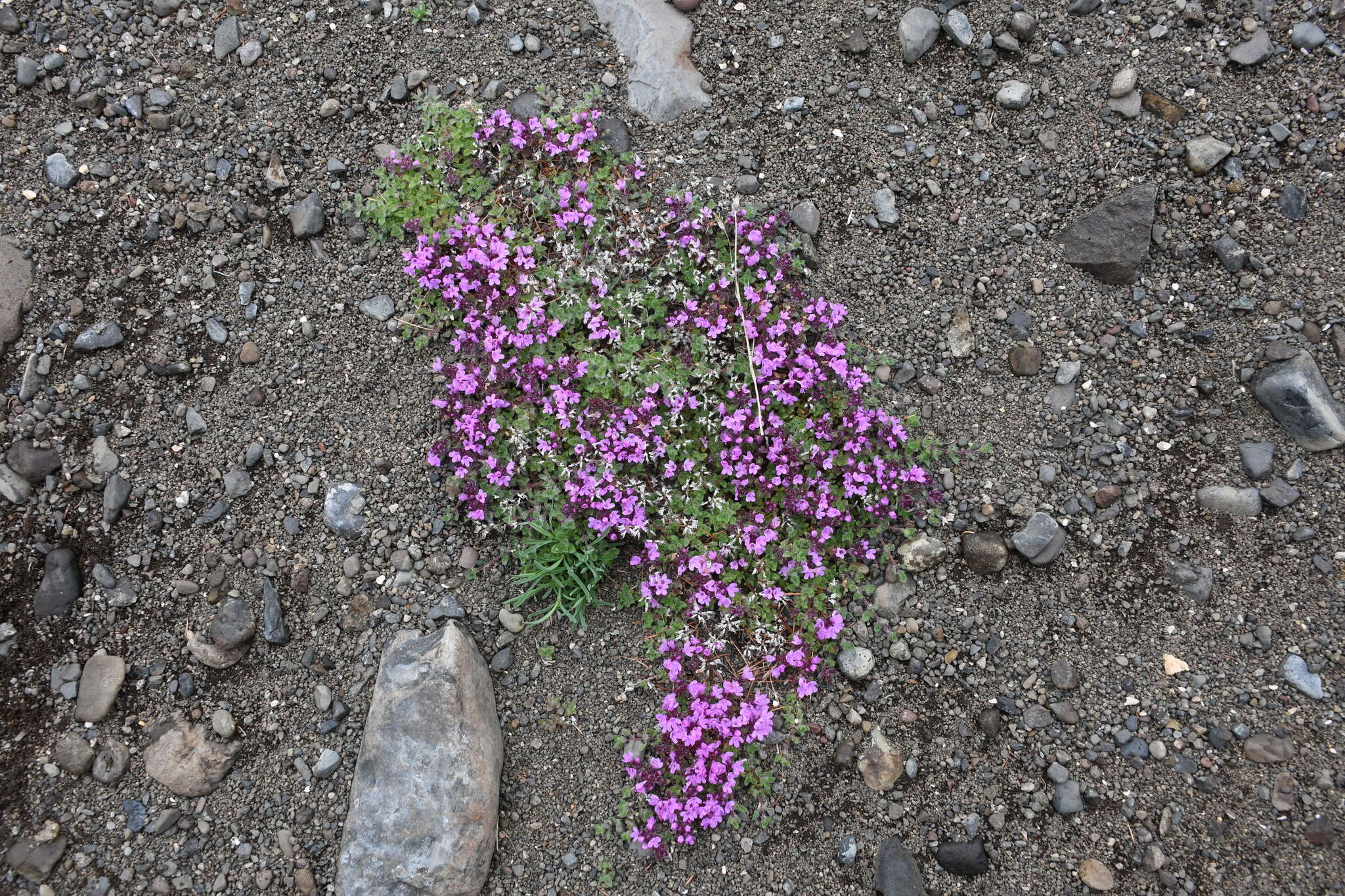 Thymus putoranicus Byczenn. & Kuvaev resmi