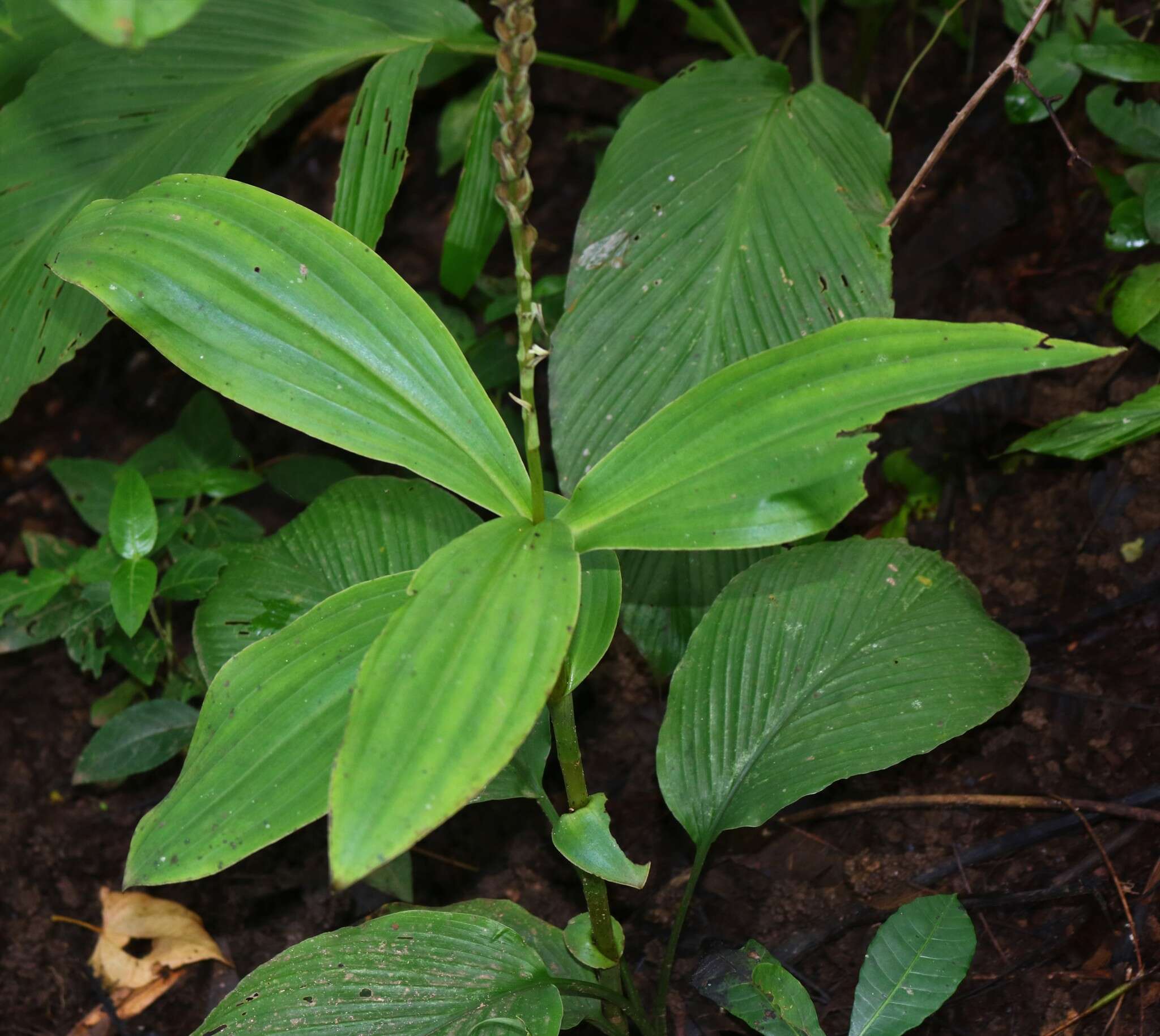 Image of Peristylus plantagineus (Lindl.) Lindl.