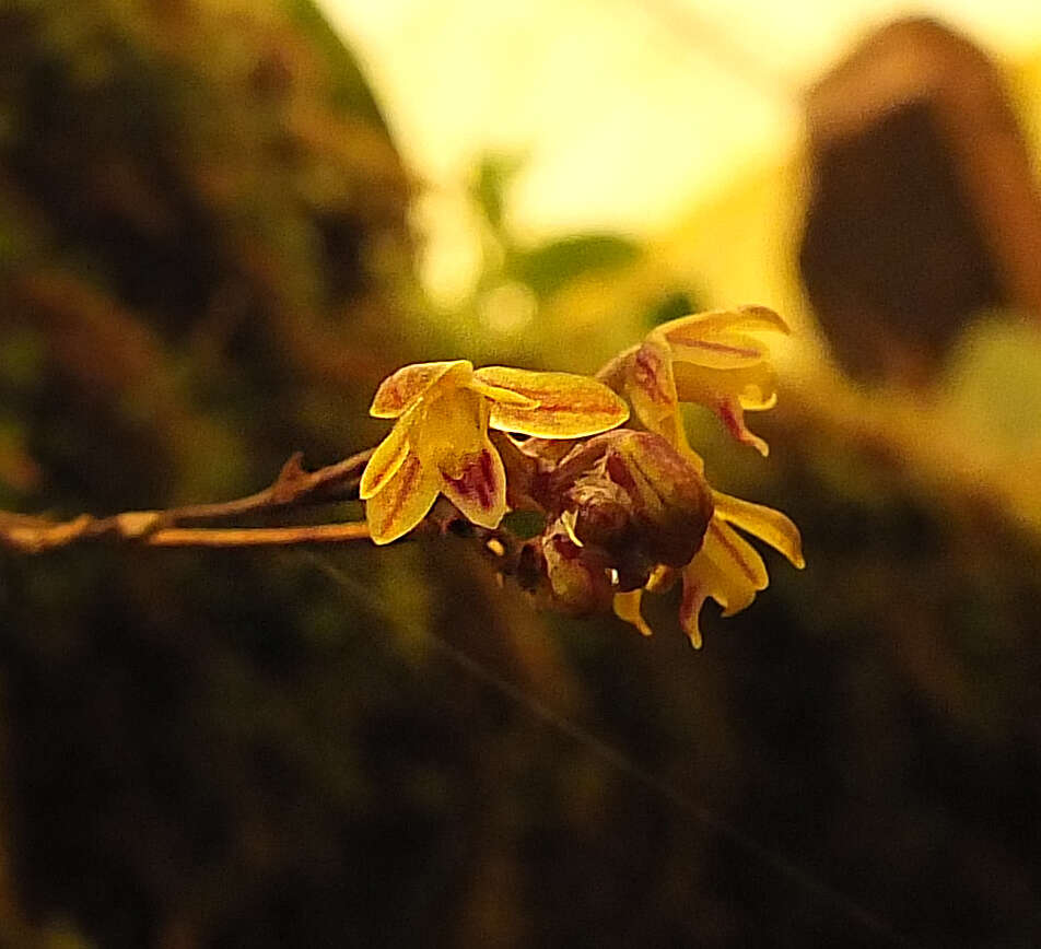 Sirhookera latifolia (Wight) Kuntze的圖片