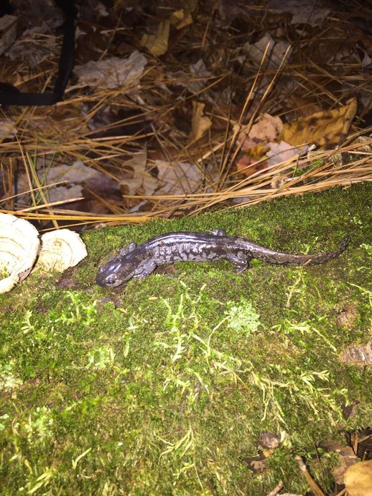 Plancia ëd Ambystoma mabeei Bishop 1928