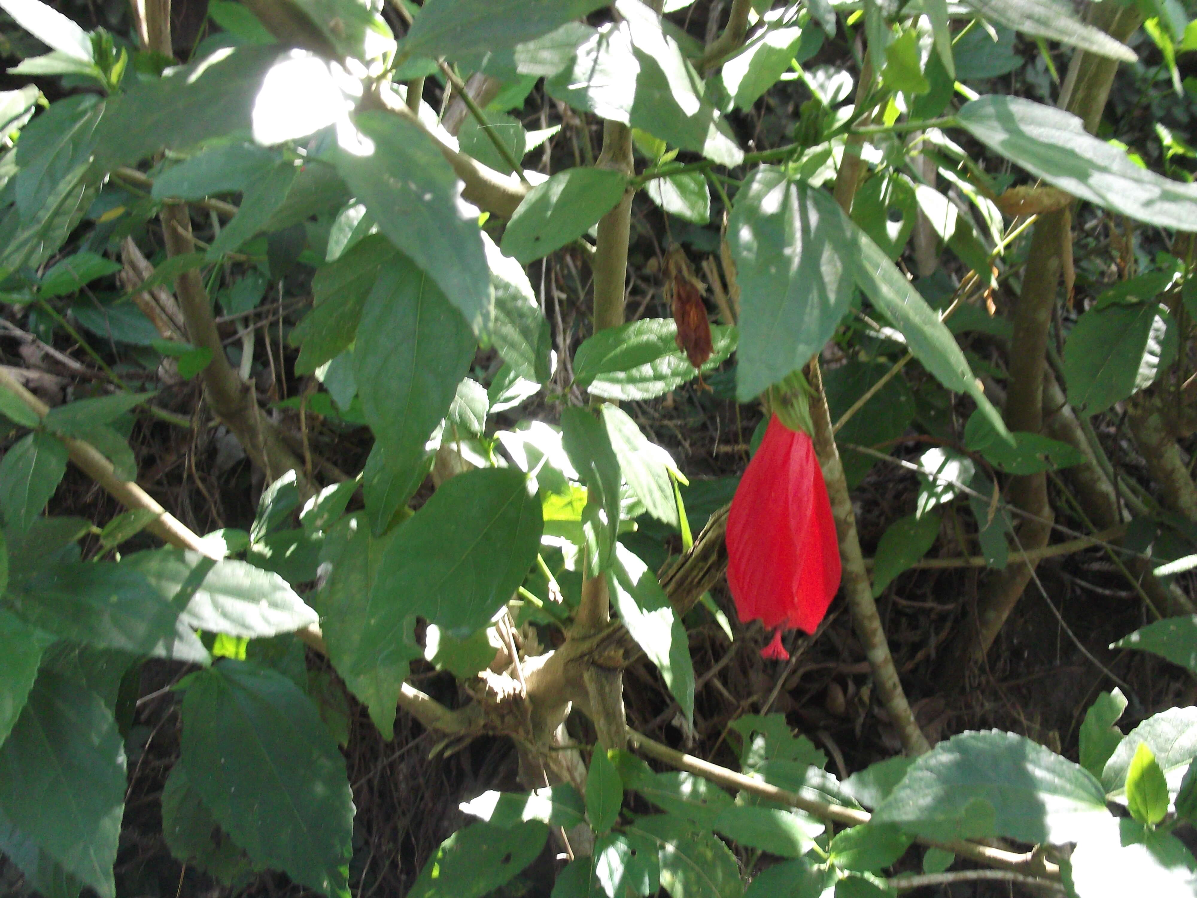 Image de Malvaviscus arboreus Cav.