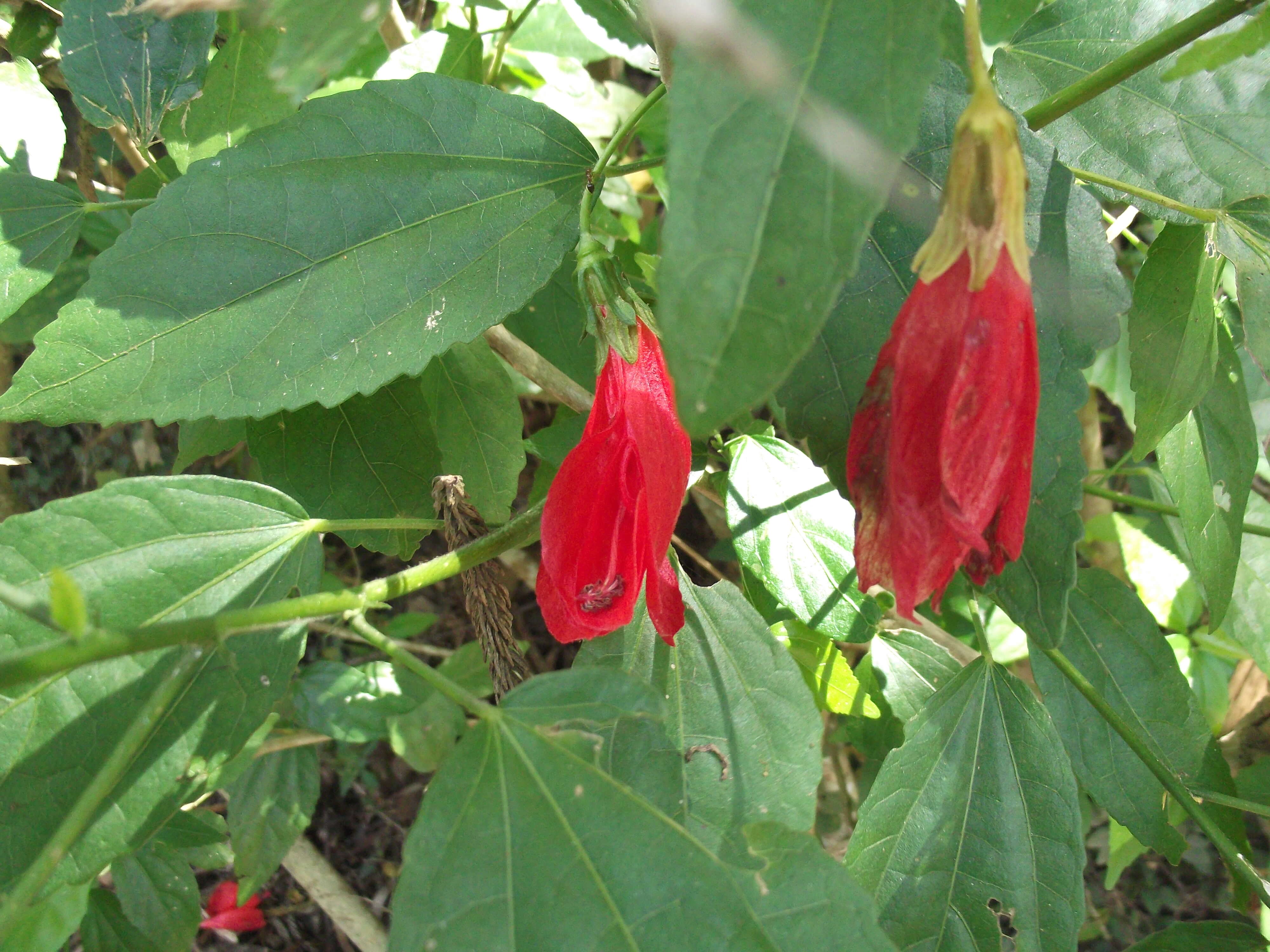 Image de Malvaviscus arboreus Cav.