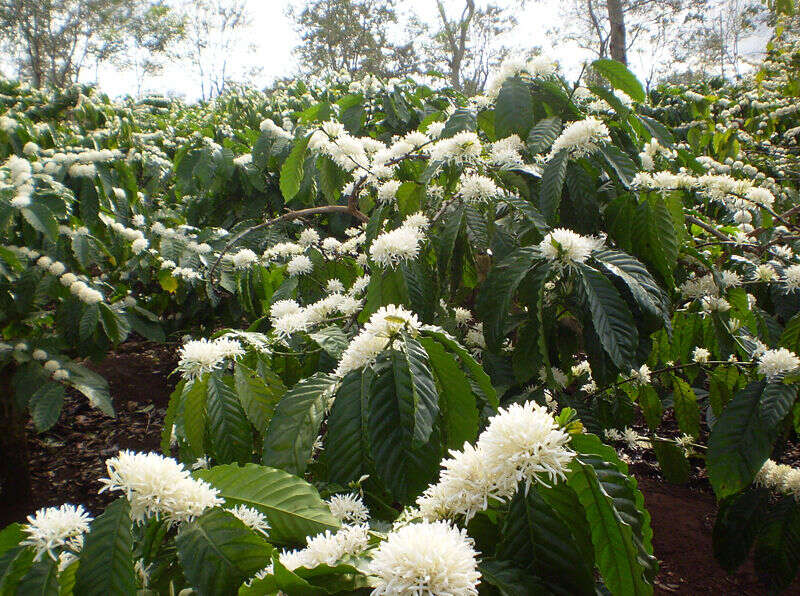 Image of robusta coffee