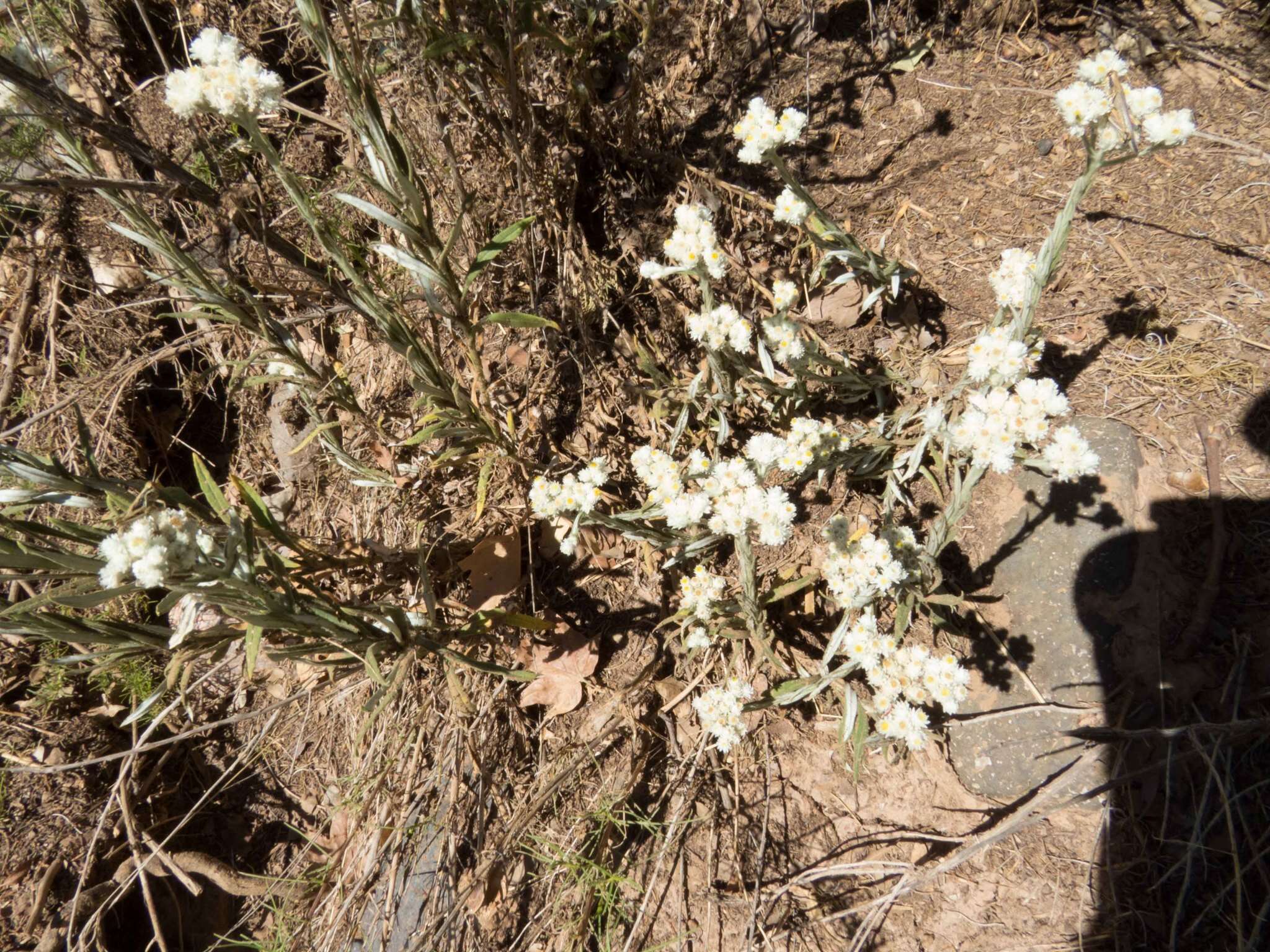 Слика од Pseudognaphalium leucocephalum (A. Gray) A. A. Anderberg