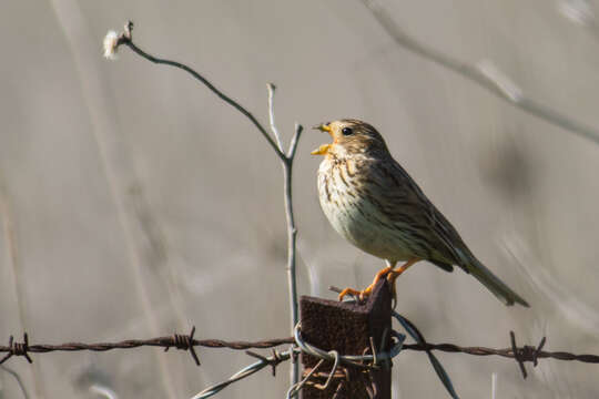 Image of Corn Bunting