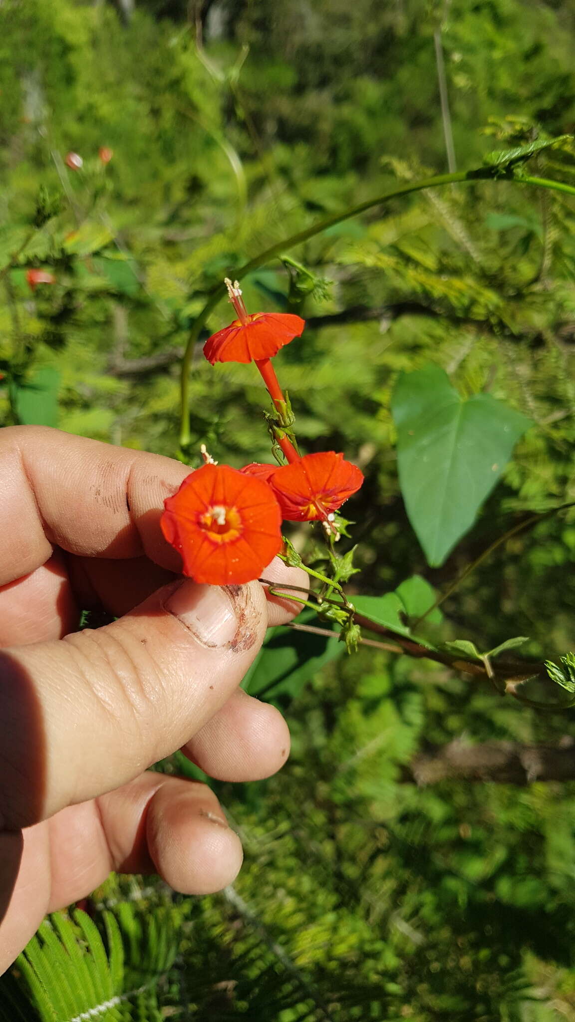 Слика од Ipomoea cholulensis Kunth