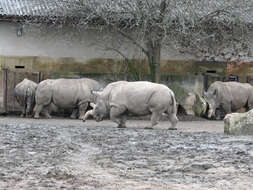 Image of Northern Square-lipped Rhinoceros