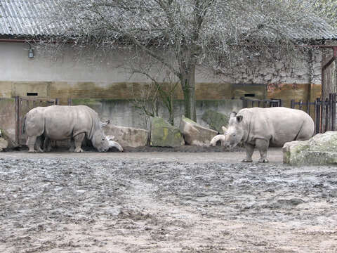 Image of Northern Square-lipped Rhinoceros