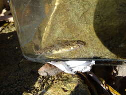 Слика од Etheostoma blennioides Rafinesque 1819